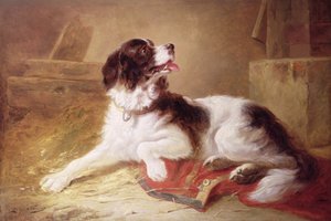 Retrato de un spaniel